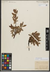 Foto von Salix waldsteiniana Willd.